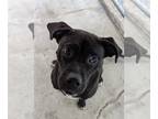 Labrador Retriever Mix DOG FOR ADOPTION RGADN-1091373 - Perry - Labrador