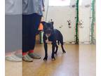 Boston Terrier-Boxer Mix DOG FOR ADOPTION RGADN-1092280 - King - Boxer / Boston