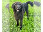 Labradoodle DOG FOR ADOPTION RGADN-1092668 - Loo Dec 22 - Poodle (Standard) /