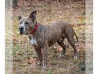 American Pit Bull Terrier-Great Dane Mix DOG FOR ADOPTION RGADN-1088143 - Taz