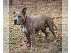 American Pit Bull Terrier-Great Dane Mix DOG FOR ADOPTION RGADN-1088143 - Taz -