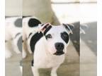 American Pit Bull Terrier DOG FOR ADOPTION RGADN-1088342 - Dixie Chick - Pit