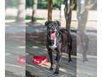 Labrador Retriever Mix DOG FOR ADOPTION RGADN-1088421 - Charlie Girl see videos