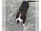 Staffordshire Bull Terrier DOG FOR ADOPTION RGADN-1089139 - Lilly -