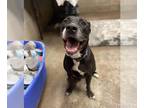 Boxer-Staffordshire Bull Terrier Mix DOG FOR ADOPTION RGADN-1089175 - Maliboo -