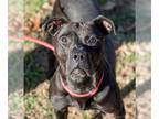 American Pit Bull Terrier-Great Dane Mix DOG FOR ADOPTION RGADN-1089321 - Sophie