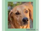 Rhodesian Ridgeback Mix DOG FOR ADOPTION RGADN-1089366 - Decker - Rhodesian