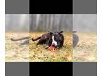 Bull Terrier Mix DOG FOR ADOPTION RGADN-1089703 - Angel/ - Bull Terrier / Mixed
