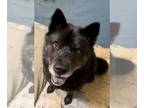 Chow Chow-Huskies Mix DOG FOR ADOPTION RGADN-1090550 - Nia - Husky / Chow Chow /