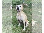 Black Mouth Cur-Labrador Retriever Mix DOG FOR ADOPTION RGADN-1091606 - Ziva -