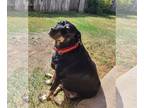 Miniature Pinscher Mix DOG FOR ADOPTION RGADN-1087371 - Peanut 2 - Manchester