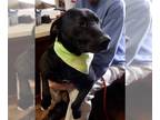 Labrador Retriever Mix DOG FOR ADOPTION RGADN-1087499 - Bubba - Labrador
