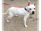 Bullboxer Pit DOG FOR ADOPTION RGADN-1087581 - Marlee (Permanent Foster) -