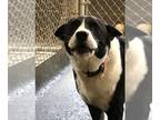 Border Collie Mix DOG FOR ADOPTION RGADN-1087599 - Rocky - Border Collie / Mixed