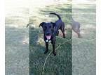 Boxador DOG FOR ADOPTION RGADN-1087818 - Jeter - Labrador Retriever / Boxer /