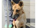 Collie-German Shepherd Dog Mix DOG FOR ADOPTION RGADN-1087866 - Louise - German