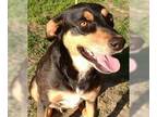 Doberman Pinscher Mix DOG FOR ADOPTION RGADN-1087873 - Callan - Doberman