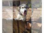 Huskies Mix DOG FOR ADOPTION RGADN-1088072 - Pierce - Schnauzer / Husky / Mixed