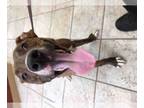 American Pit Bull Terrier Mix DOG FOR ADOPTION RGADN-1088106 - PARKER - Pit Bull