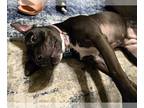 American Staffordshire Terrier Mix DOG FOR ADOPTION RGADN-1088253 - Roux B -