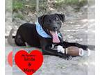 Labrador Retriever Mix DOG FOR ADOPTION RGADN-1088497 - Choco - Labrador