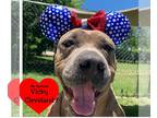 American Pit Bull Terrier Mix DOG FOR ADOPTION RGADN-1088499 - Hope - Pit Bull