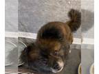 Pomeranian Mix DOG FOR ADOPTION RGADN-1088504 - Tank - Pomeranian / Mixed Dog
