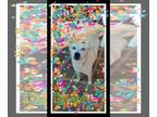 Huskies Mix DOG FOR ADOPTION RGADN-1088650 - Diamond - Shepherd / Husky / Mixed