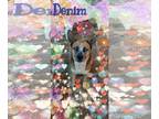 Huskies Mix DOG FOR ADOPTION RGADN-1088670 - Denim - Husky / Shepherd / Mixed