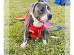 Boxer-Staffordshire Bull Terrier Mix DOG FOR ADOPTION RGADN-1088832 - Jasperi -