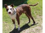 Bullypit DOG FOR ADOPTION RGADN-1088955 - Dozer - Pit Bull Terrier / American