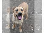Boxador DOG FOR ADOPTION RGADN-1088987 - Bella - Labrador Retriever / Boxer /