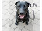 Boxador DOG FOR ADOPTION RGADN-1088999 - Abby - Labrador Retriever / Boxer /