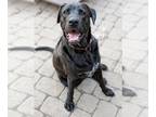 Boxador DOG FOR ADOPTION RGADN-1089000 - Cookie - Labrador Retriever / Boxer /