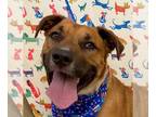 Black Mouth Cur-Boxer Mix DOG FOR ADOPTION RGADN-1089002 - Buster