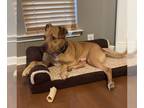 American Pit Bull Terrier Mix DOG FOR ADOPTION RGADN-1089049 - Kingsley -