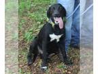Labrador Retriever Mix DOG FOR ADOPTION RGADN-1089104 - Hondo - Labrador