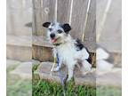 Jack Russell Terrier Mix DOG FOR ADOPTION RGADN-1089155 - Fenya - Jack Russell