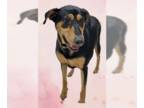 Doberman Pinscher Mix DOG FOR ADOPTION RGADN-1089239 - Madeline - Doberman