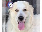 Great Pyrenees DOG FOR ADOPTION RGADN-1089359 - Bowie - Great Pyrenees (long