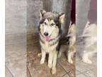 Huskies Mix DOG FOR ADOPTION RGADN-1089382 - Aurora *Special Medical Needs* -