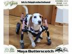 Basschshund DOG FOR ADOPTION RGADN-1089415 - Maya Butterscotch - Dachshund /