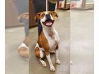 Boxer DOG FOR ADOPTION RGADN-1089430 - Rima - Boxer (short coat) Dog For