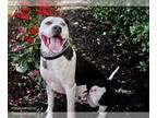 American Staffordshire Terrier Mix DOG FOR ADOPTION RGADN-1089689 - Liam -
