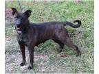 Basenji-German Shepherd Dog Mix DOG FOR ADOPTION RGADN-1089704 - Maybell -