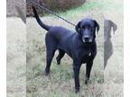 Great Dane Mix DOG FOR ADOPTION RGADN-1089725 - Reesaw - Great Dane / Mixed