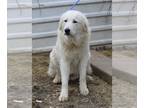 Great Pyrenees Mix DOG FOR ADOPTION RGADN-1089856 - Athena - Great Pyrenees /