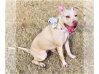American Staffordshire Terrier-Weimaraner Mix DOG FOR ADOPTION RGADN-1089925 -