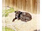 American Pit Bull Terrier Mix DOG FOR ADOPTION RGADN-1089938 - MAYA - Pit Bull