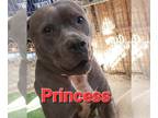 American Pit Bull Terrier DOG FOR ADOPTION RGADN-1090063 - Princess - American